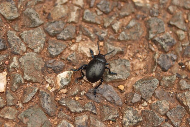 Photo close-up of black beetle on field