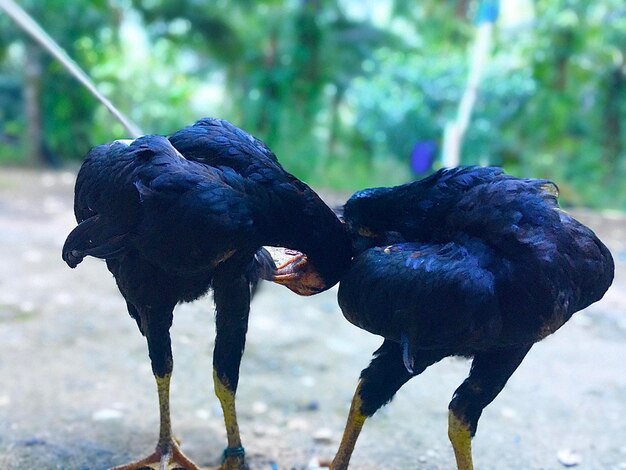 Close-up of black bird eating food