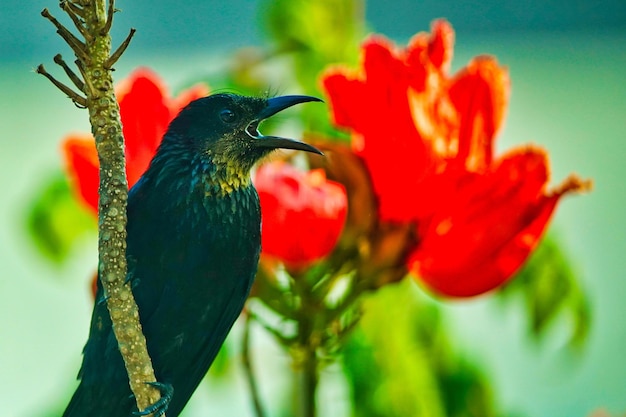 Foto close-up di un uccello nero appollaiato su un fiore rosso