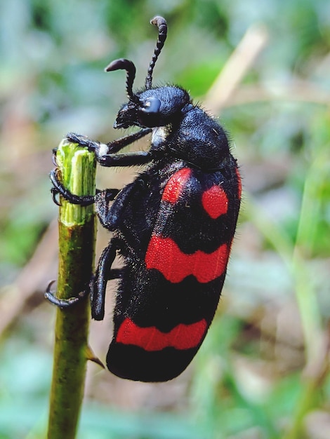 Photo close-up of black butterfly