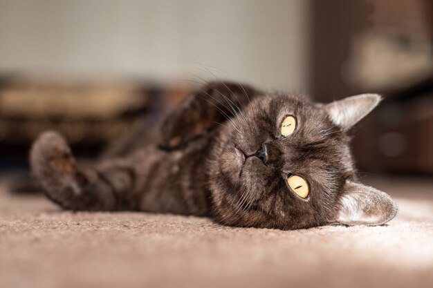 Close up black cat basks on the sunlight