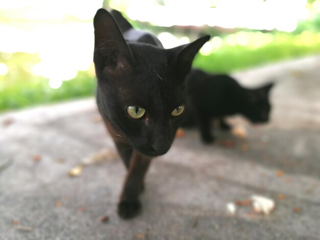 Photo close-up of black cat on footpath