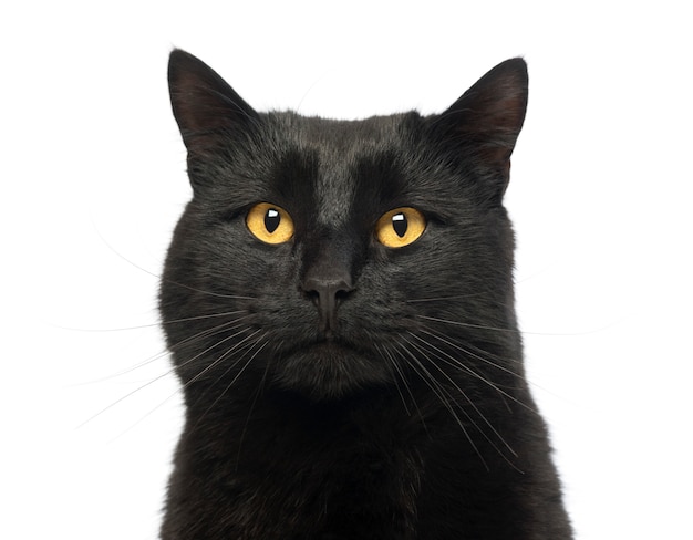 Close-up of a Black Cat, isolated