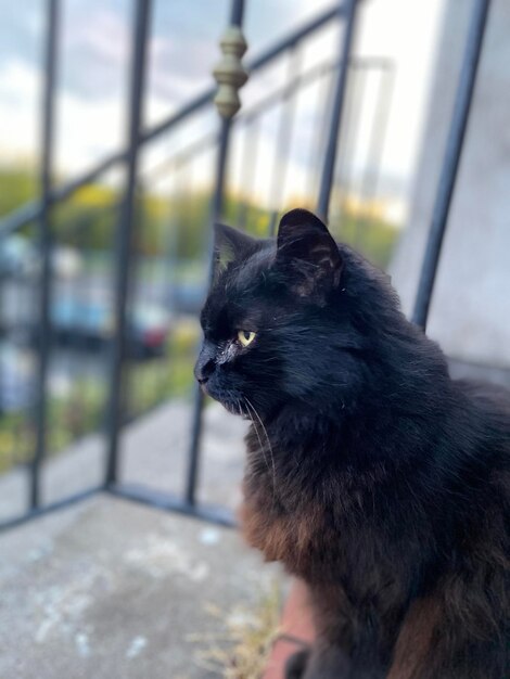 Foto close-up di un gatto nero che guarda da un'altra parte