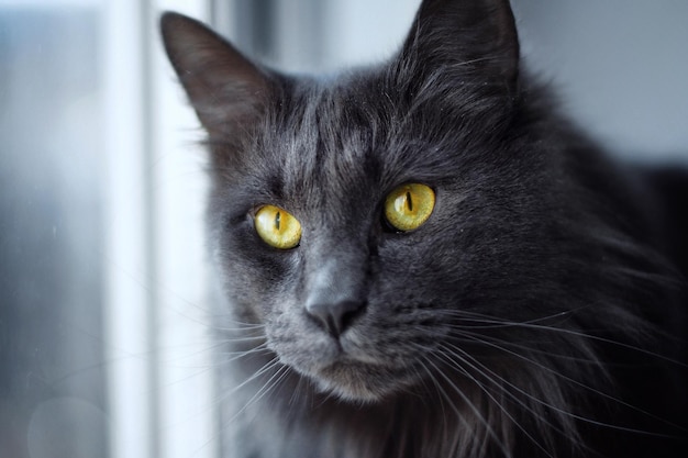 黒い猫が遠くを見ているクローズアップ