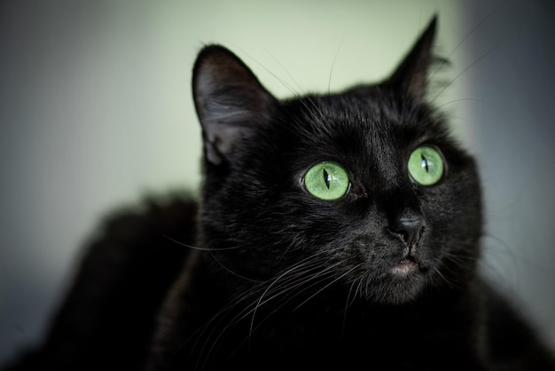 黒い猫のクローズアップ