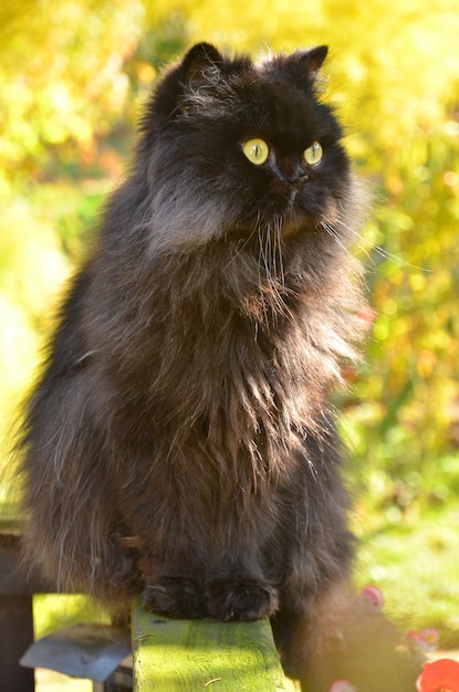 Photo close-up of black cat