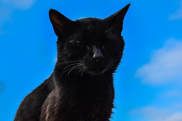 Close-up of a black cat