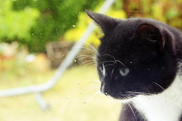 Foto close-up di un gatto nero