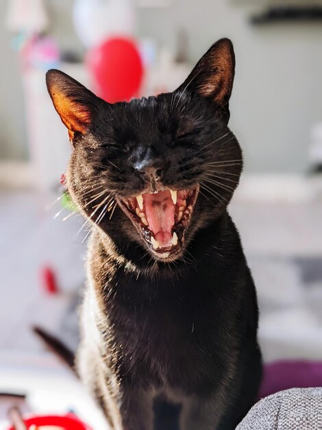 Foto close-up di un gatto nero