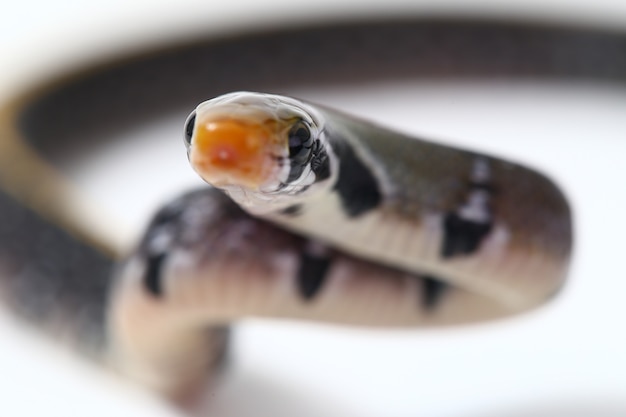 Close-up of black copper rat snake