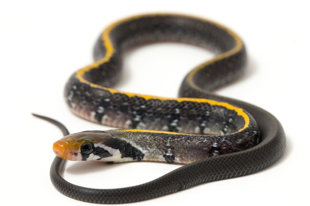 Close-up of black copper rat snake