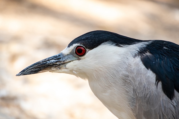 검은 즉 위 밤 헤론 (Nycticorax nycticorax), 블랙 출장 밤 헤론의 클로즈업