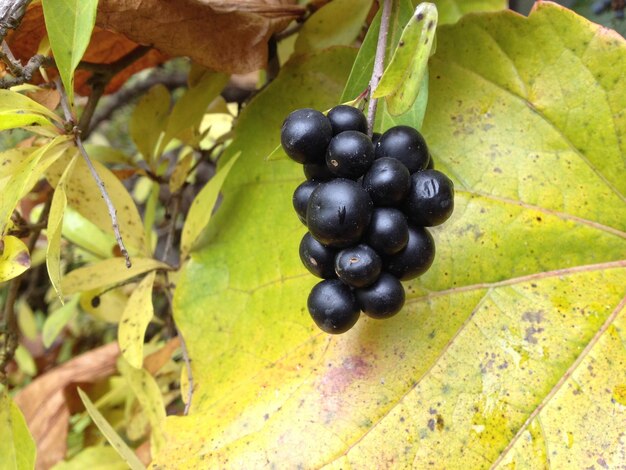 Foto prossimo piano del ribes nero che cresce sulla pianta