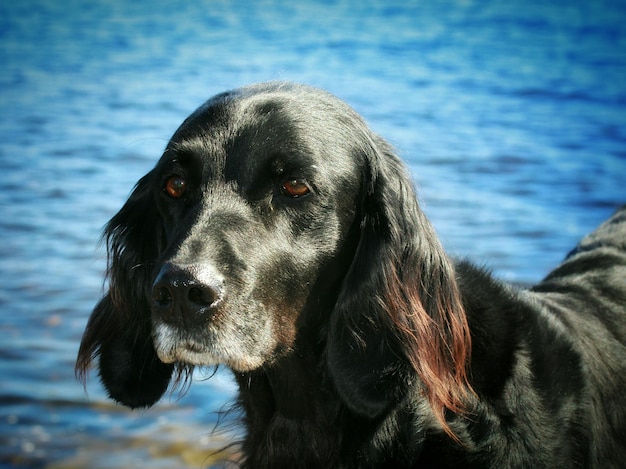 Photo close-up of black dog against sea