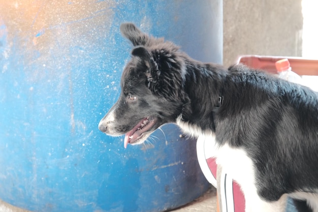 空を背景に黒い犬のクローズアップ