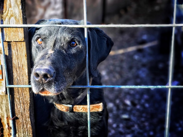 close-up of black dog  behind fence