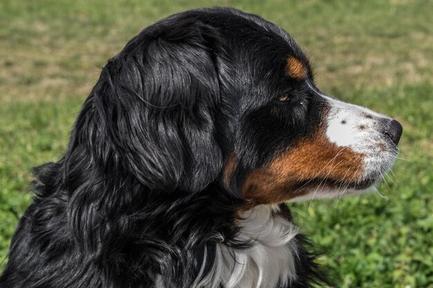 Foto close-up di un cane nero sul campo