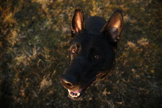 Photo close-up of black dog in field