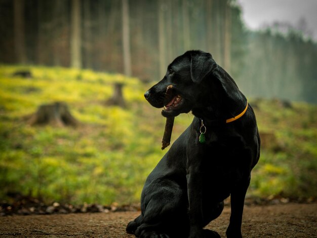 Close-up of black dog on field