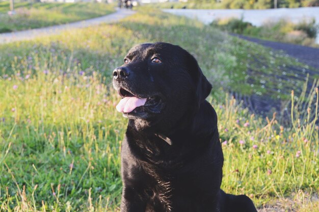 フィールドの黒い犬のクローズアップ