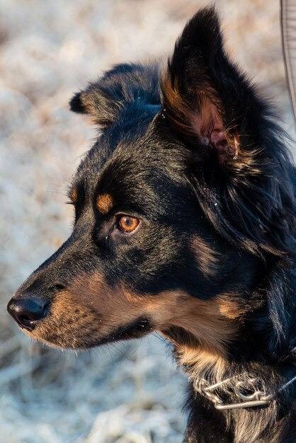 Photo close-up of black dog looking away outdoors