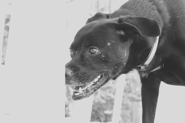 Close-up of black dog looking away outdoors