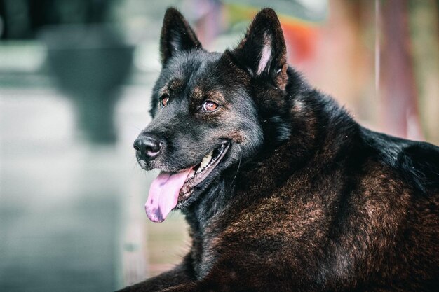 Foto close-up di un cane nero che guarda da un'altra parte