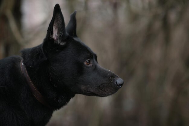 Foto close-up del cane nero che guarda da un'altra parte