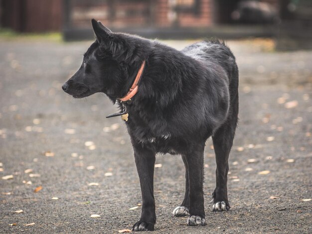 Photo close-up of black dog on road