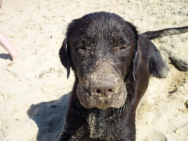 Close-up of black dog on sand at beach