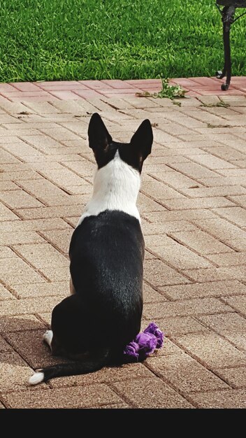 外に座っている黒い犬のクローズアップ