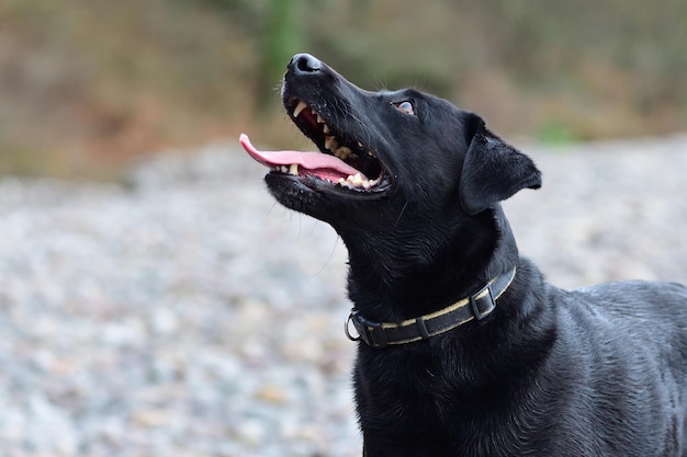 Photo close-up of black dog sticking out tongue