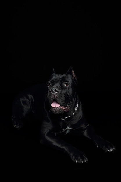 Крупным планом черная собака в студии