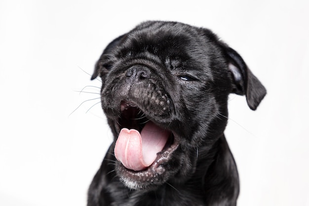 白い背景に黒い犬がうなずいているクローズアップ
