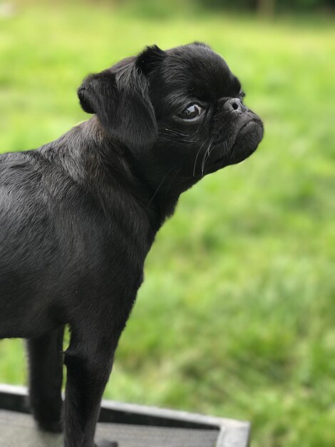 Photo close-up of black dog