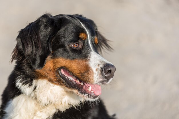 Photo close-up of black dog