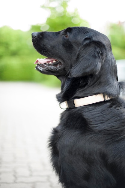 黒い犬のクローズアップ