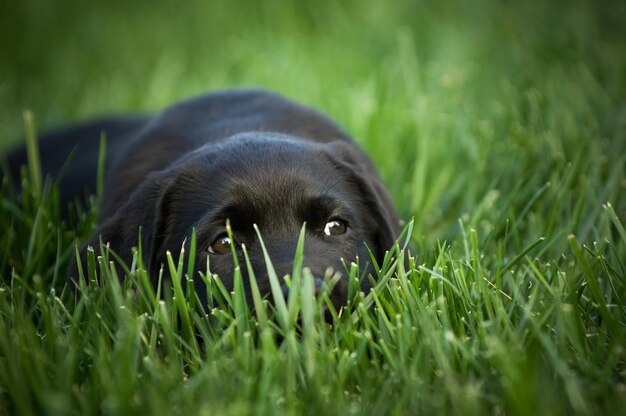 Foto close-up di un cane nero