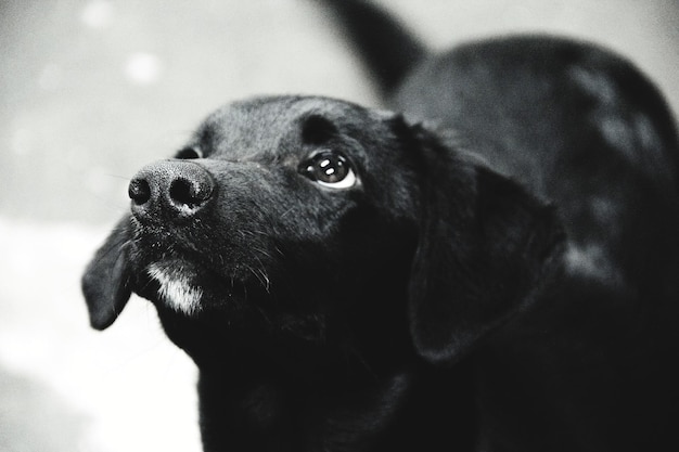 Photo close-up of black dog