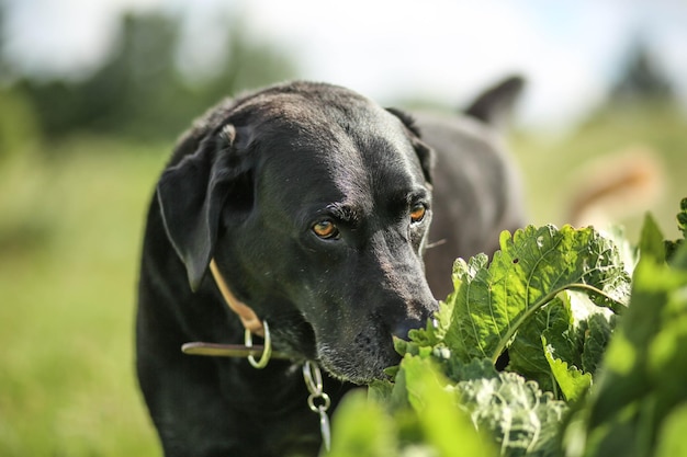 Foto close-up di un cane nero