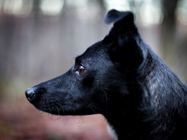 Photo close-up of black dog