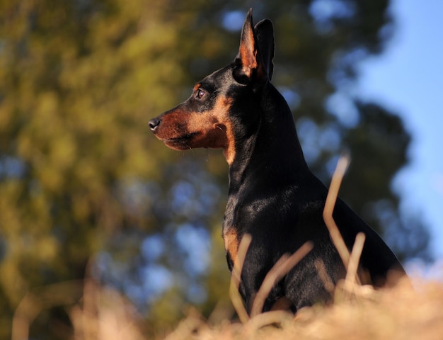 黒い犬のクローズアップ