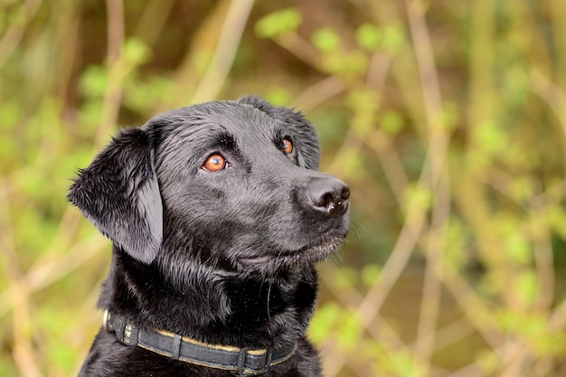 Photo close-up of black dog