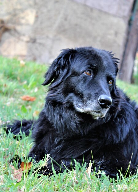 Close-up of black dog