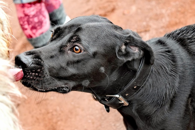 Photo close-up of black dog