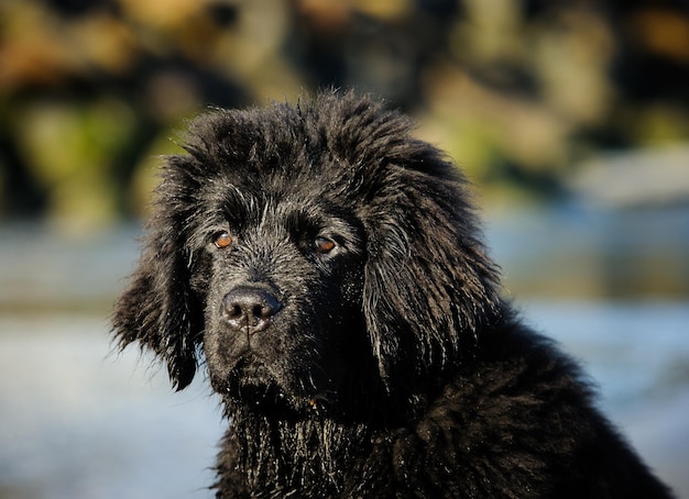 Foto close-up di un cane nero