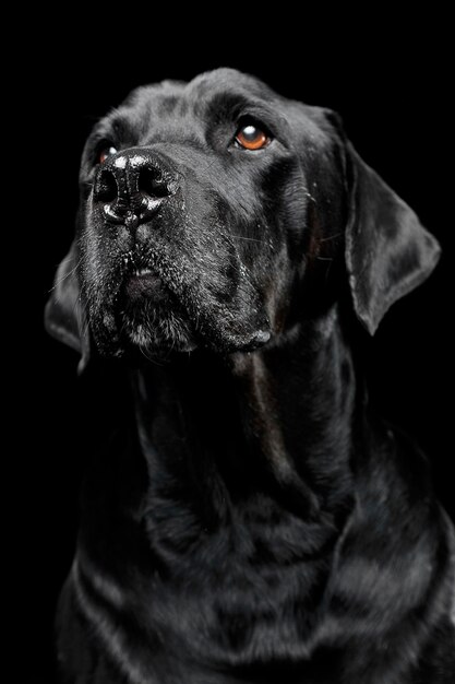 Photo close-up of black dog