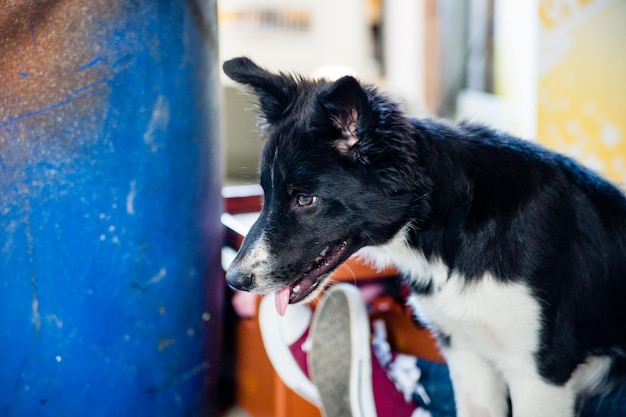 Photo close-up of black dog