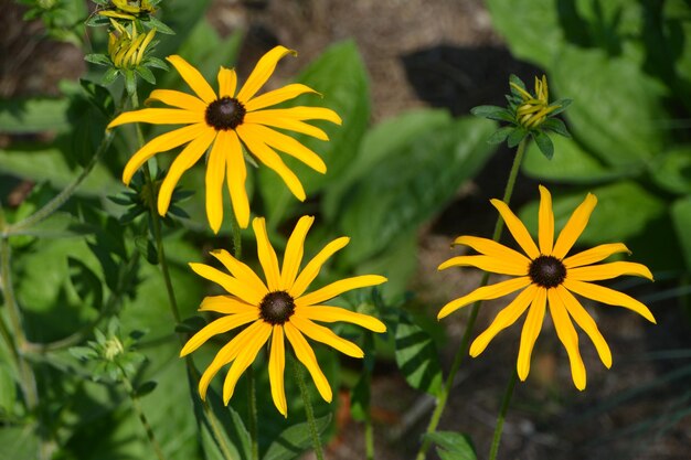 Close-up of black-eyed and yellow flowering plant